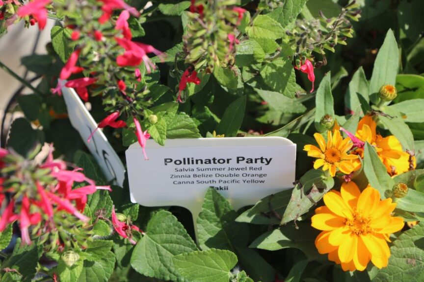 Pollinator Party (Takii)