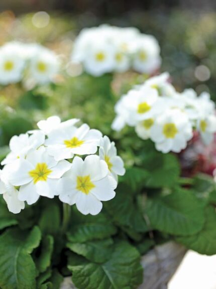 Primula Lighthouse White (Sakata Ornamentals)