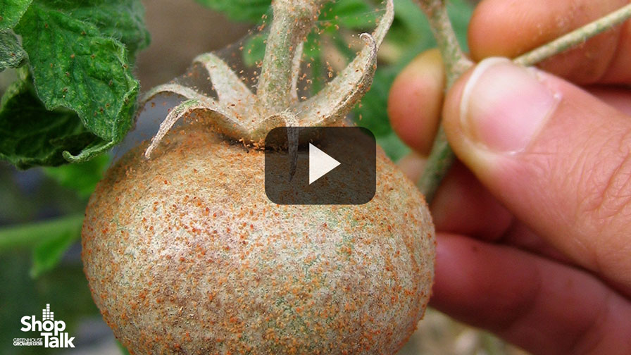 Scouting and Rotation Are a Grower’s Best Tools for Managing Spider Mites (Video)
