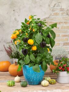 Pumpkin Peppers 'Halloween Sweet Gold' (Prudac)