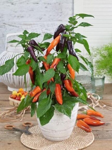 Rocket Peppers 'Sweet Mamba Orange' (Prudac)