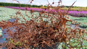 California Spring Trials 2023 Preview: New Edibles on Display