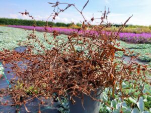 Rumex flexuosus 'Twister Copper Red' (Hem Genetics)