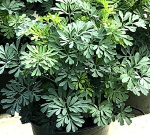 Ruta chalepensis 'Barry' (Hem Genetics)