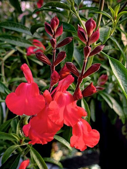 Salvia 'Lipstick' (Jaldety Nursery)