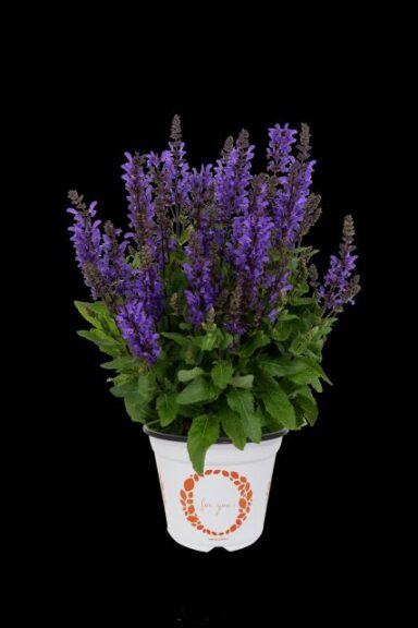 Salvia nemorosa 'Noble Knight' (Dümmen Orange)