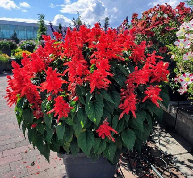 Salvia splendens ‘Red Hill' (Hem Genetics)