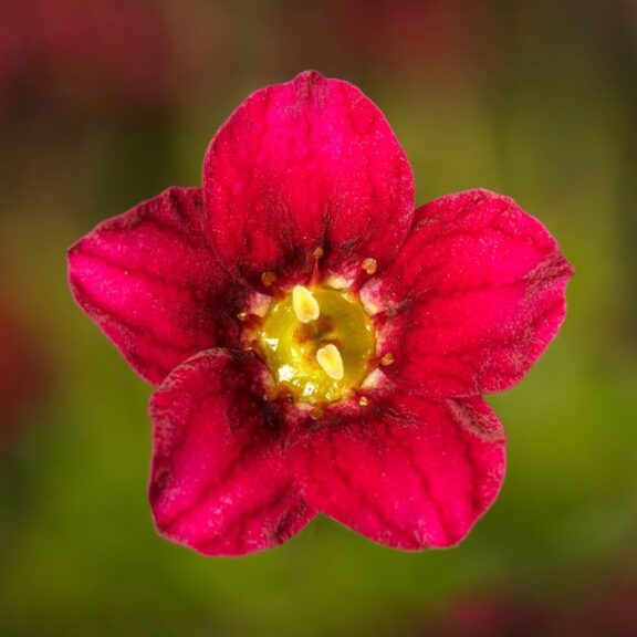Saxifraga 'Alpino Early Deep Red' (ThinkPlants)