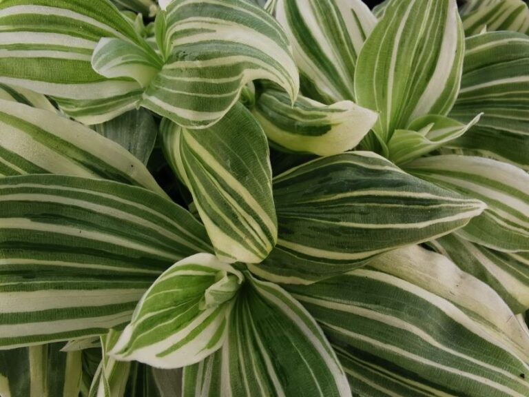 Setcreasea 'Green White Beauty' (Jaldety Nursery)