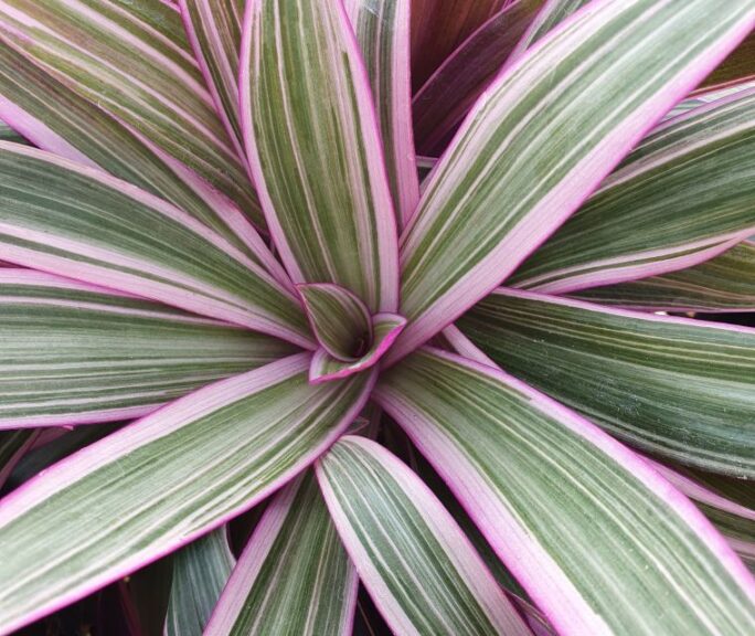 Setcreasea 'Tricolor Power' (Jaldety Nursery)