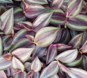 Setcreasea 'Zebrina Bordeaux' (Jaldety Nursery)