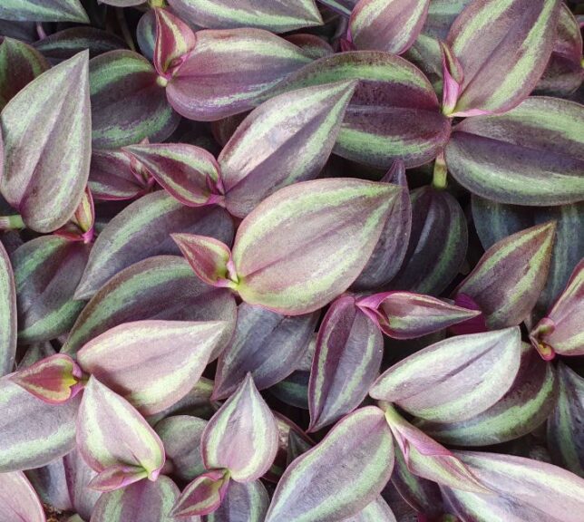 Setcreasea 'Zebrina Bordeaux' (Jaldety Nursery)