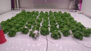 Why You Can Potentially Avoid White Light in Basil Cultivation