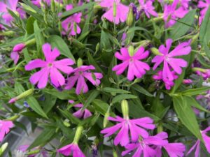 Silene Carol Jean series (Green Fuse Botanicals)