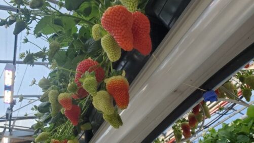 The Benefits of Growing Strawberries Under LEDs