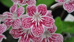 Northeast Greenhouse Conference to Feature the Latest in Breeding and Genetics