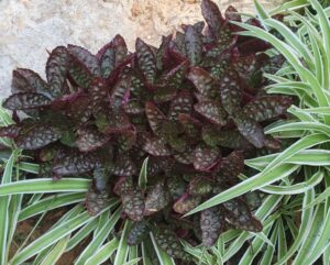 Strobilanthes 'Purple Waffle' (Jaldety Nursery)