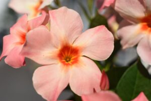 Mandevilla ‘Sun Parasol Giant Peach Sunrise’ (Suntory Flowers) 