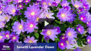 What You Can Expect to See From Suntory Flowers at CAST 2023 (Video)