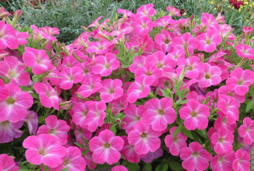 California Spring Trials 2023 Preview: Breeders Show a Passion for Pink ...