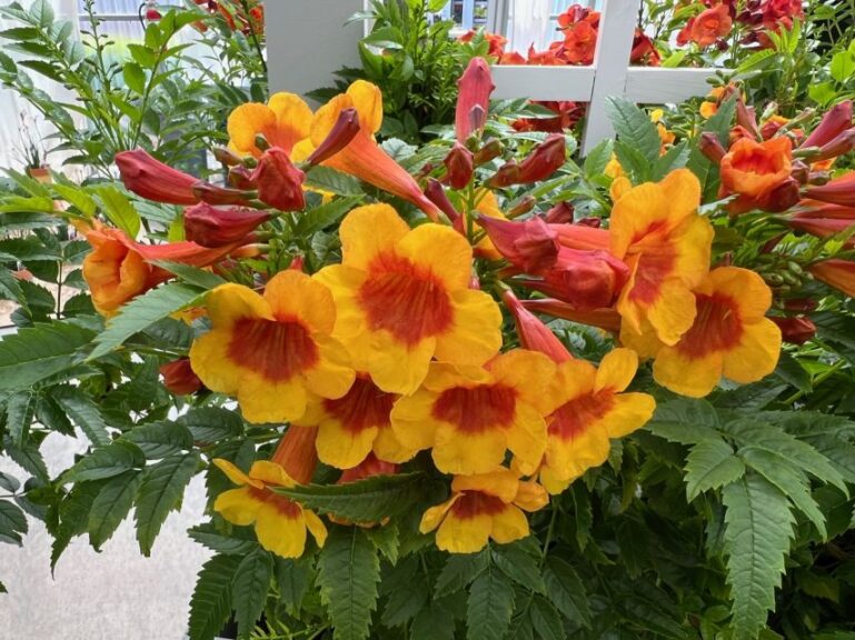 Tacoma Kalama series (Ball Ingenuity)