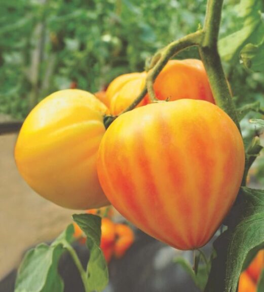 Tomato ‘Love Gourmansun Sunrise’ (Burpee Home Gardens)