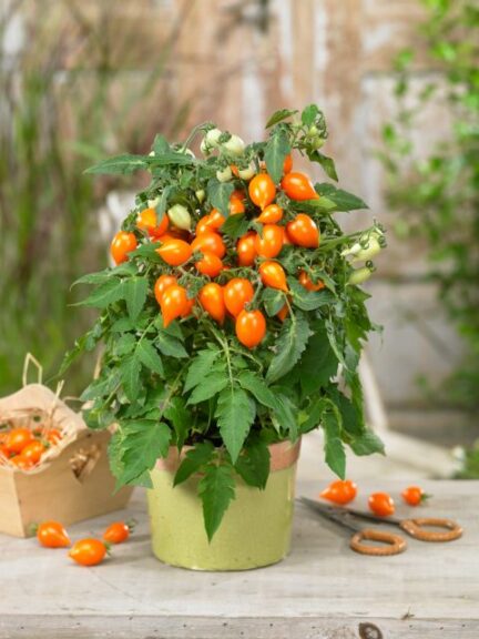 Tomato 'Sunny Drops Baby Orange' (Prudac)