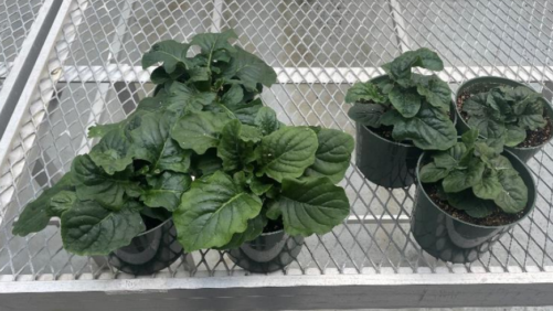 Why Underwatering Your Gerbera Crop Can Lead to Stunted Growth