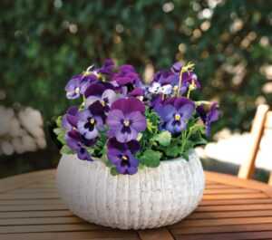 Viola 'ColorMax Blue Jeans' (Sakata Ornamentals)