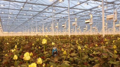 Wageningen Model Calculates Greenhouse Climate Down to the Square Inch