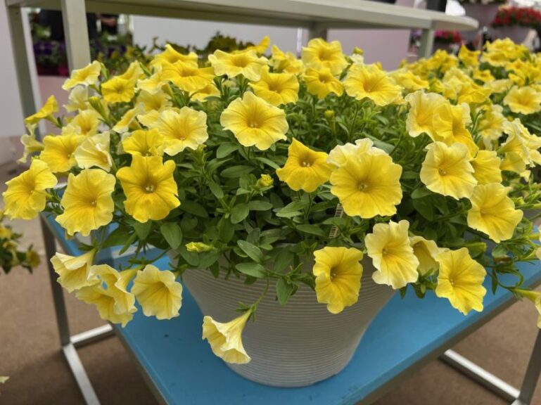 2023 Industry’s Choice Award Winner: ×Petchoa ‘Caliburst Yellow’ (PanAmerican Seed)