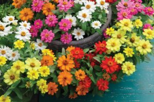 Zinnia Belize series (American Takii)