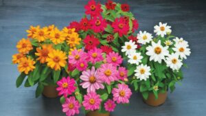 Allan Armitage on the Myth of Pollinator Plants (Updated With Reader Comments)