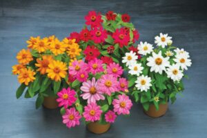 Allan Armitage on the Myth of Pollinator Plants