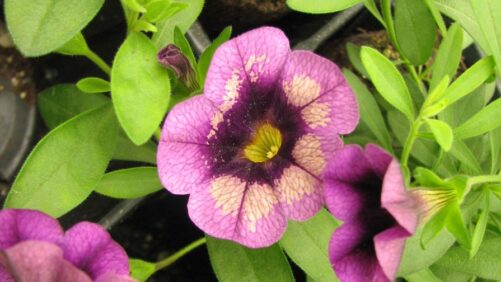 Recognizing and Preventing Phytotoxicity in Greenhouse Plants