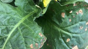 How to Properly Diagnose Plant Problems