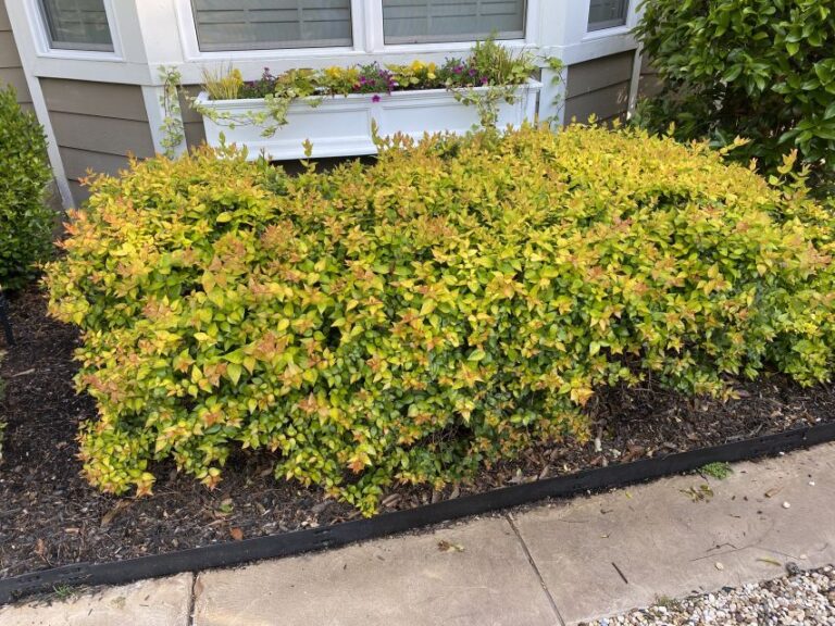 Abelia 'Canyon Creek'