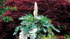 Terra Nova Nurseries Releases Plant Attributes Varieties Lists for 2023