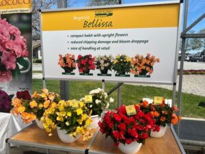 Begonia Bellissa Series (Kientzler)