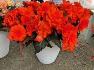 Begonia 'I’Conia Portofino Dark Orange' (Dümmen Orange)