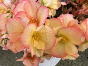 Begonia 'I’Conia Upright Blush' (Dümmen Orange)
