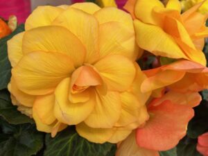 Begonia Limitless Series (Syngenta Flowers)