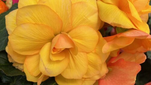 Syngenta Flowers, Ball Horticultural Offering a Review of 2023 Plant Trials