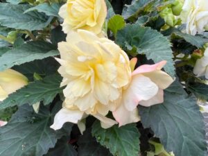 Begonia 'Nonstop Joy Peaches & Dreams' (Benary)