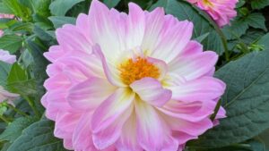 Dr. A: Plants that Caught My Eye on the Last Day of California Spring Trials