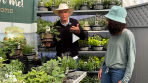 Video of the Week: Season Me! Fusions Herbs From Benary at CAST 2023