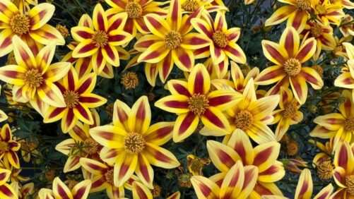 Allan Armitage: Plants That Caught My Eye on the Third Day of California Spring Trials 2023