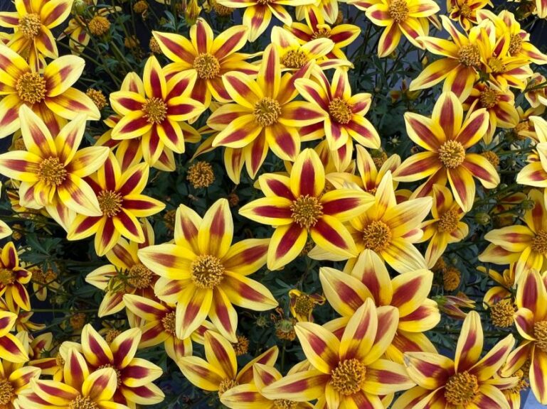 Bidens 'Blazing Star' (Danziger)