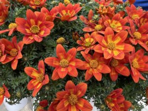 Bidens 'Brazen Glowing Sky' (Syngenta Flowers)