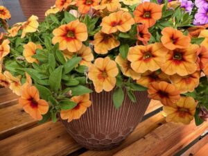 Calibrachoa 'Calipetite Sunset Orange' (Sakata Ornamentals)